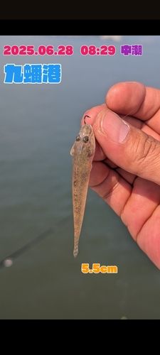 釣果