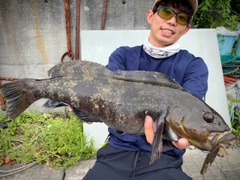 アイナメの釣果