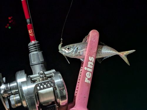 マアジの釣果