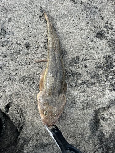 マゴチの釣果