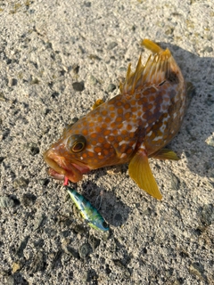 キジハタの釣果