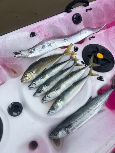 タチウオの釣果