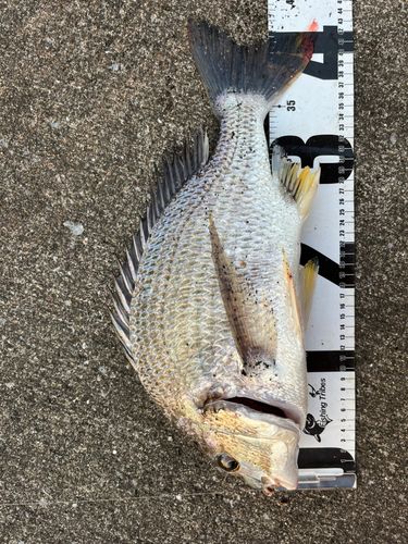 キビレの釣果