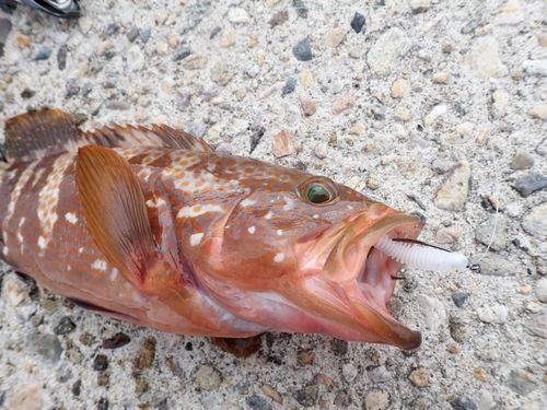 キジハタの釣果