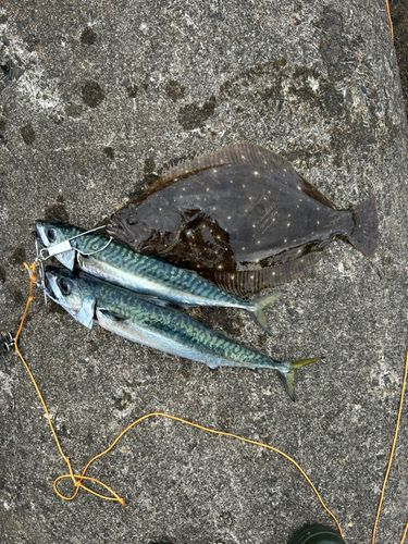 釣果