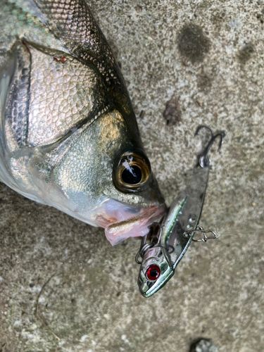 セイゴ（マルスズキ）の釣果