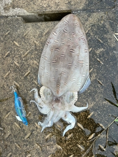 モンゴウイカの釣果