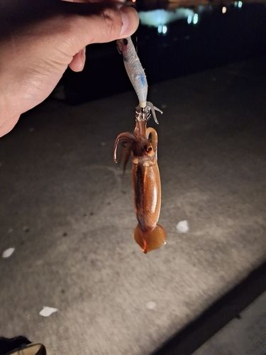 スルメイカの釣果