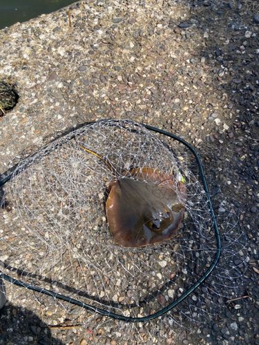 アカエイの釣果