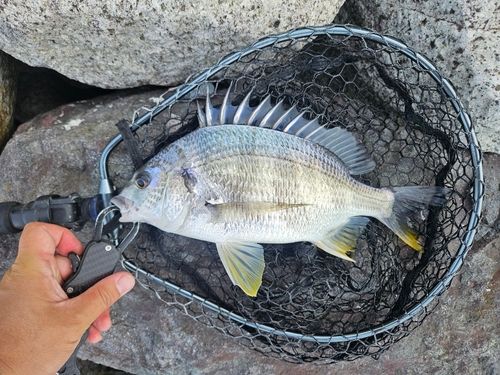 キビレの釣果