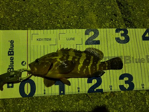 アコウの釣果