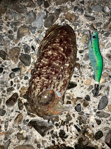 コウイカの釣果
