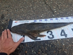 マゴチの釣果