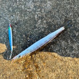 ワカシ