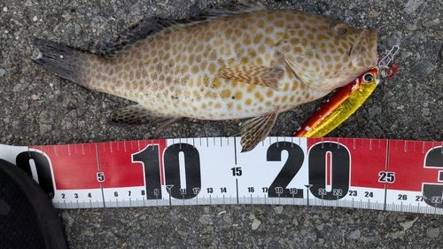 オオモンハタの釣果