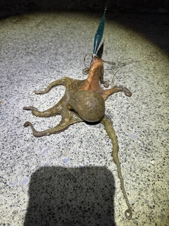 タコの釣果