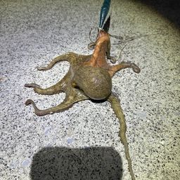タコ