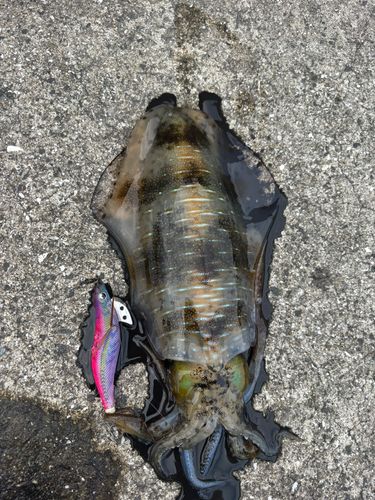アオリイカの釣果