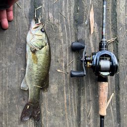 ラージマウスバス