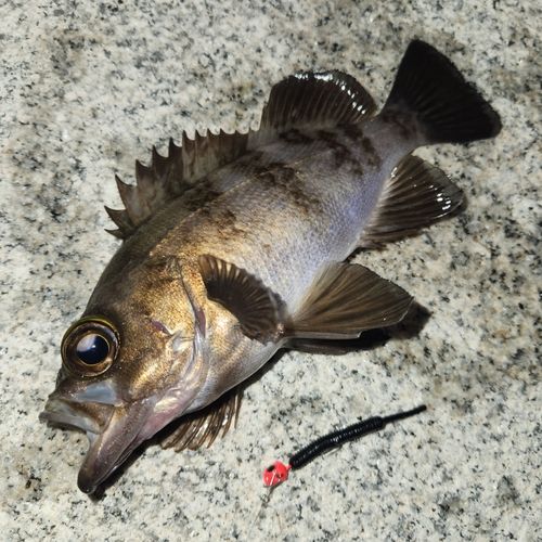 メバルの釣果