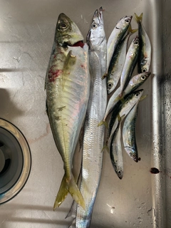 マルアジの釣果