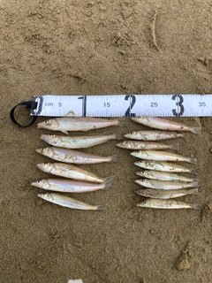 シロギスの釣果