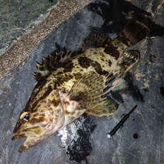 タケノコメバルの釣果