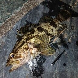 タケノコメバル