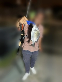 キビレの釣果