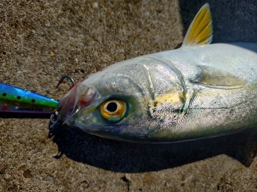ワカシの釣果