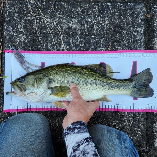ブラックバスの釣果