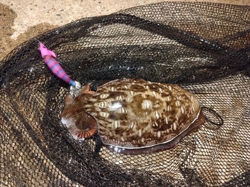モンゴウイカの釣果