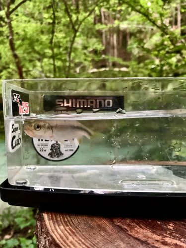 アブラハヤの釣果