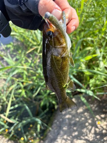 ラージマウスバスの釣果