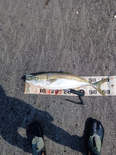 ワラサの釣果