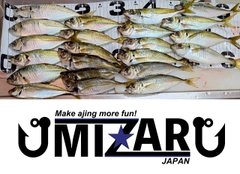 アジの釣果