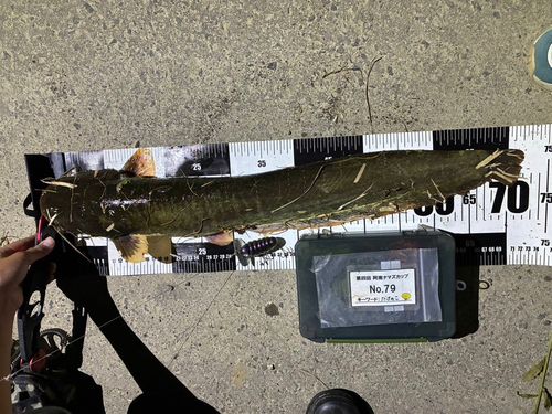 マナマズの釣果