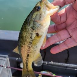 ラージマウスバス