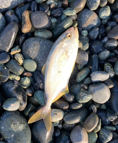 ショゴの釣果