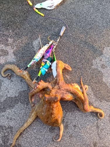 タコの釣果