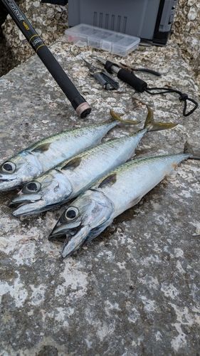 サバの釣果