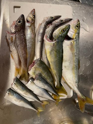 ヒラマサの釣果