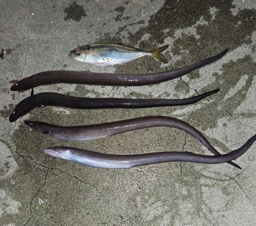 アナゴの釣果
