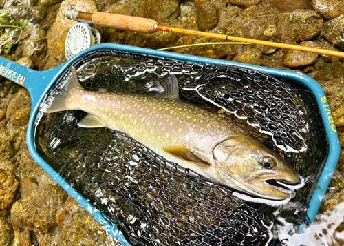 エゾイワナの釣果