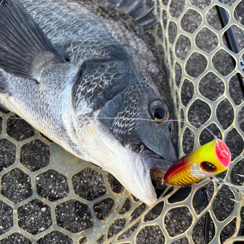 チヌの釣果