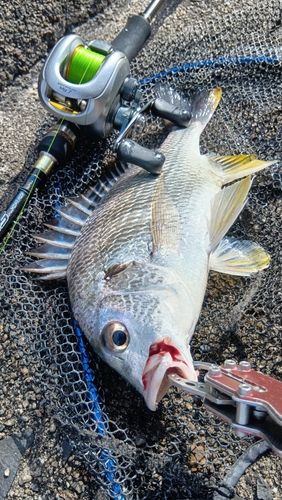 キビレの釣果