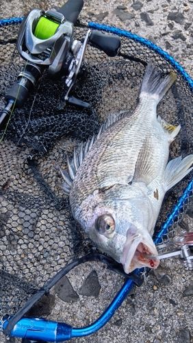 キビレの釣果