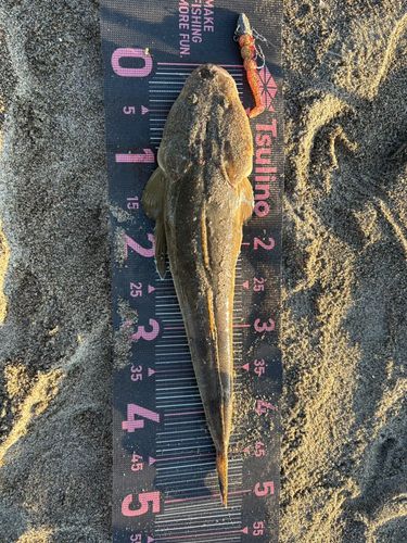 マゴチの釣果