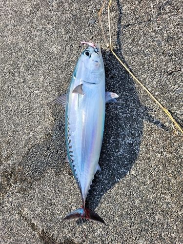 ソウダガツオの釣果