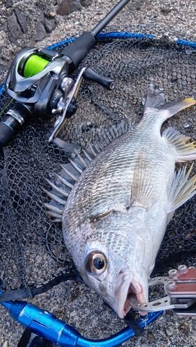 キビレの釣果